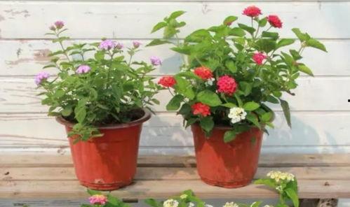 最近酒店行业爆料事件视频,揭秘行业潜规则与消费者权益受损 第3张 最近酒店行业爆料事件视频,揭秘行业潜规则与消费者权益受损 第3张